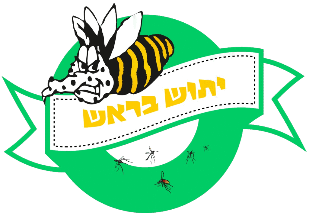 יתוש בראש