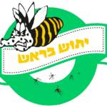 יתוש בראש
